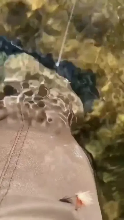 Муха под Шопена