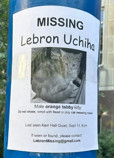 Missing Lebron Uching Cat Poster