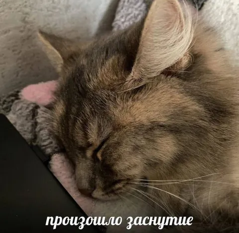 Произошло заснултие