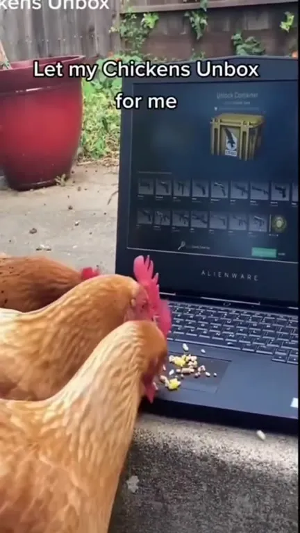 Chickens Unbox the Laptop