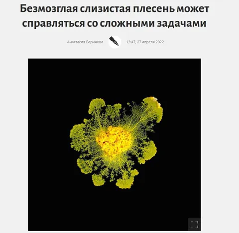 Слизистая плесень решает задачи