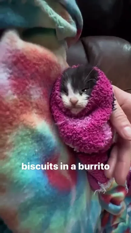 Kitten Wrapped Like a Burrito