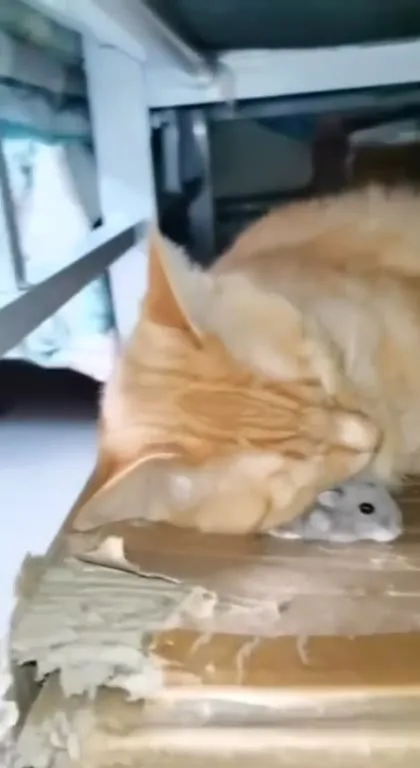 Кот обнимает мышь во сне