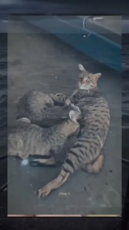 Коты под драматичную музыку