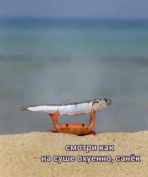 Краб показывает рыбе сушу