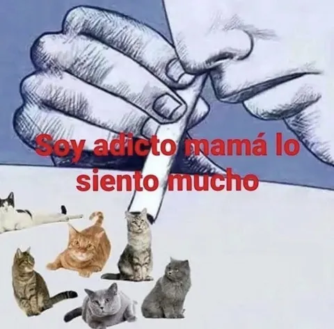 Soy adicto a los gatos