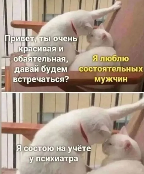 Коты неудачно знакомятся