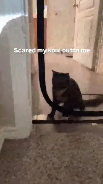Cat Scared by Its Reflection