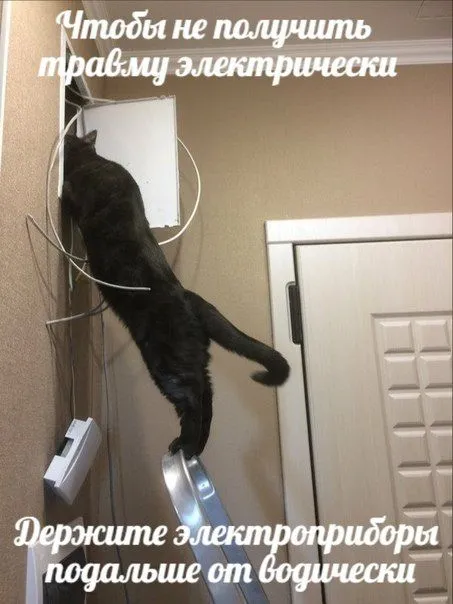 Кот и электроприборы