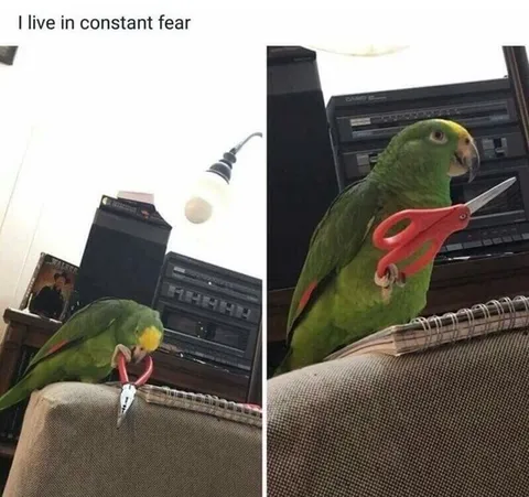 Parrot Lives in Constant Fear