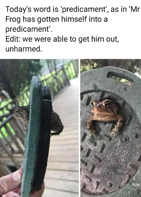 Frog Stuck in a Predicament