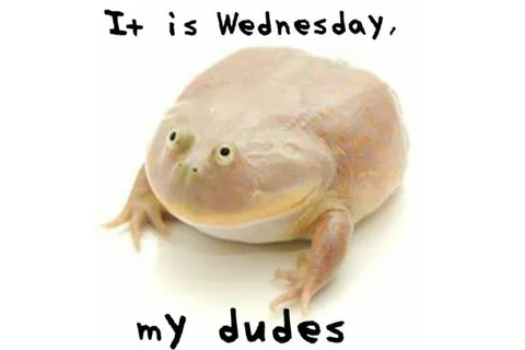 It Is Wednesday, My Dudes
