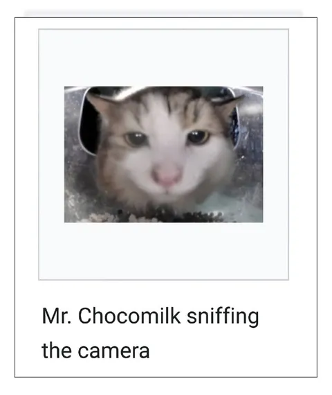 Mr. Chocomilk Sniffing the Camera