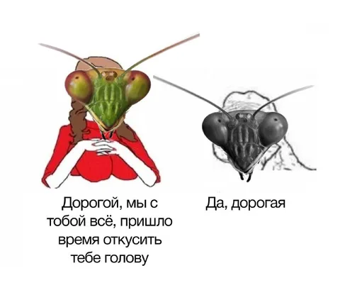 Дорогой, пора откусить голову