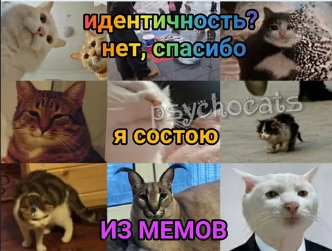 Я состою из мемов