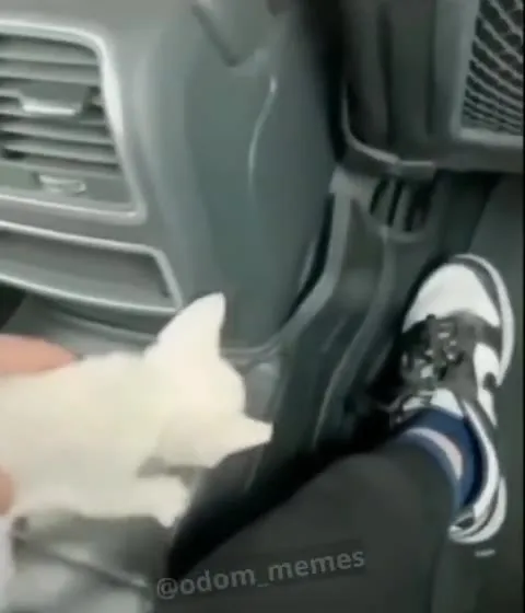 Котёнок в машине нападает на ногу