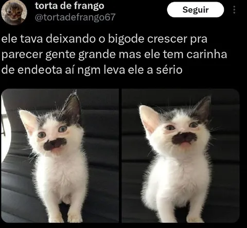 Gatinho tentando parecer adulto