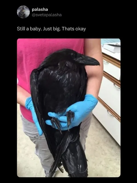 Still a Baby, Just Big