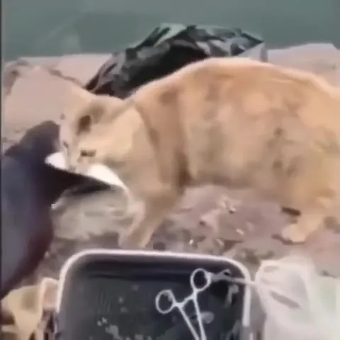 Кот крадёт добычу у воды