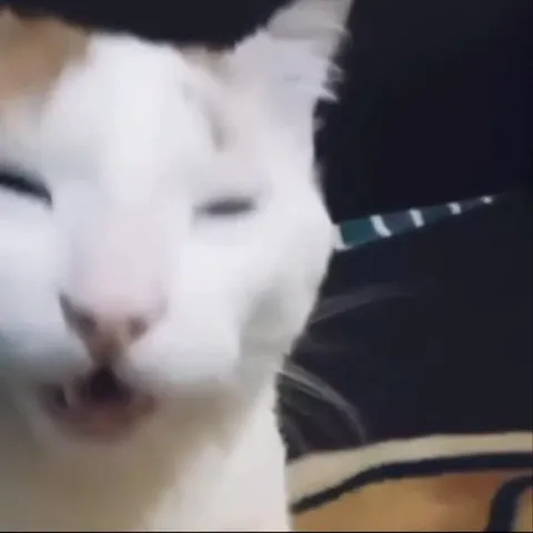 Кот сначала нюхает, потом орёт