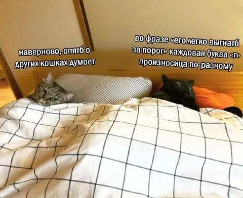 Кошки думают о других кошках