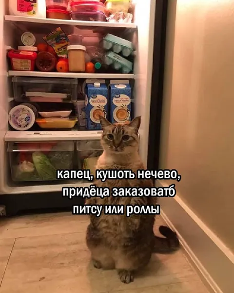 Кот заказывает пиццу или роллы