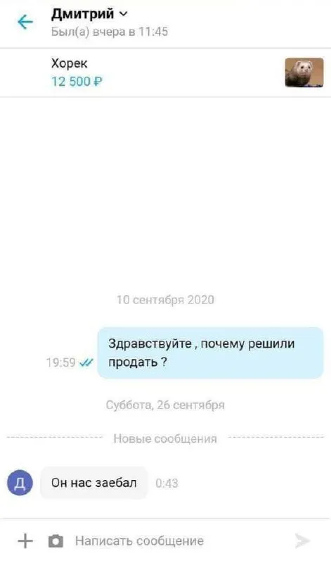 Хорек за 12 500 рублей
