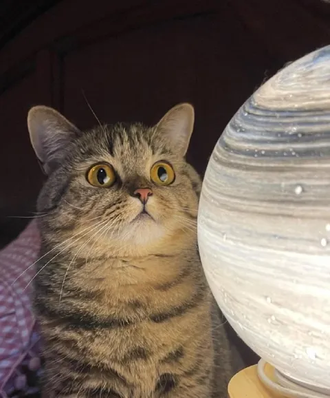 Кот постигает тайны вселенной