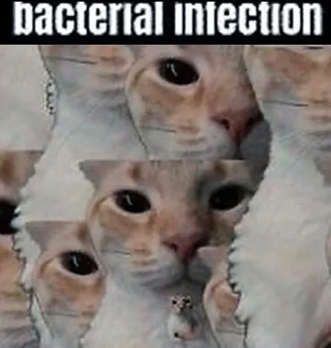 Bacterial Infection Cat