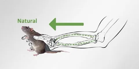 Natural Rat Anatomy Diagram