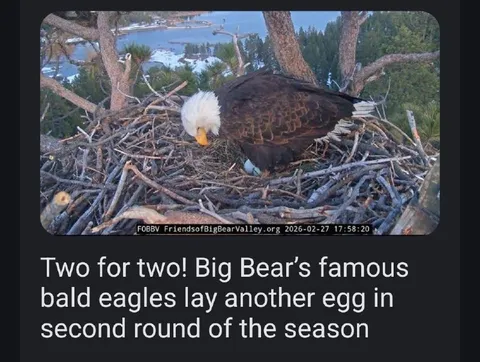Two for Two Eagle Egg