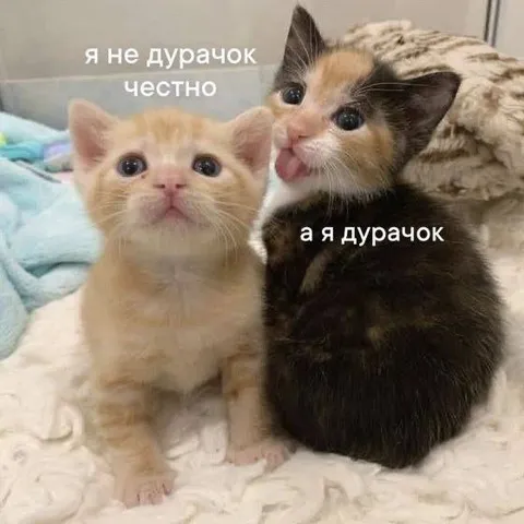 Я не дурачок, а я дурачок