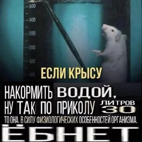 Крыса выпьет 30 литров воды