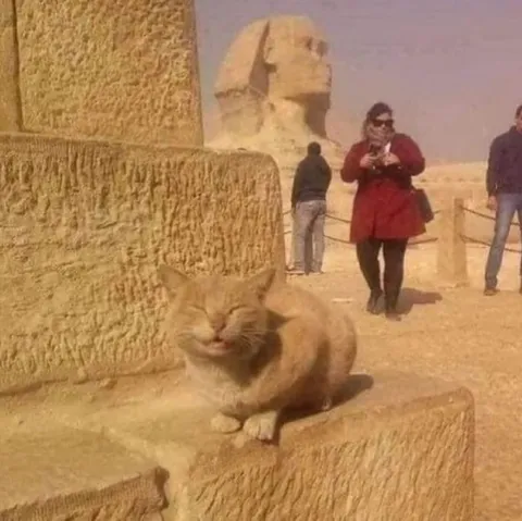 Кот у египетского сфинкса