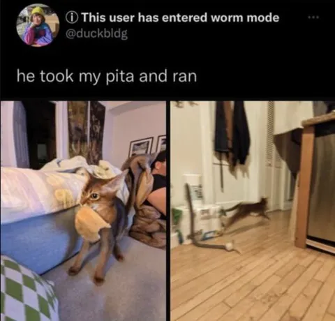 Cat Took My Pita