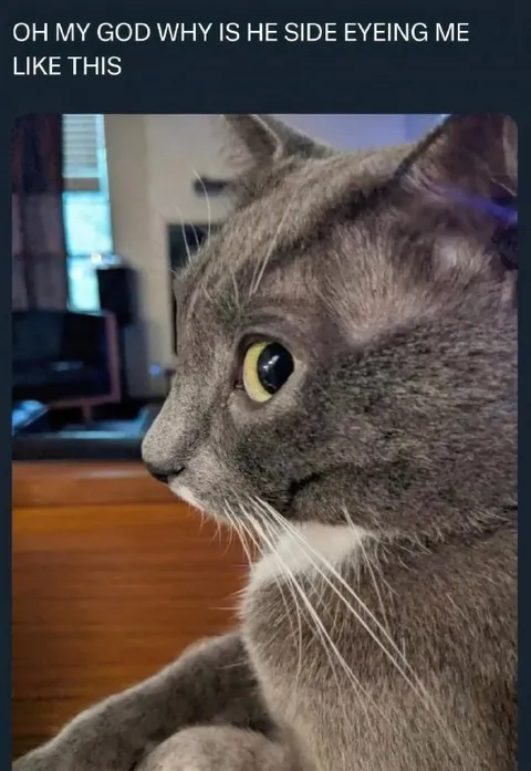 Cat Side-Eyeing Me