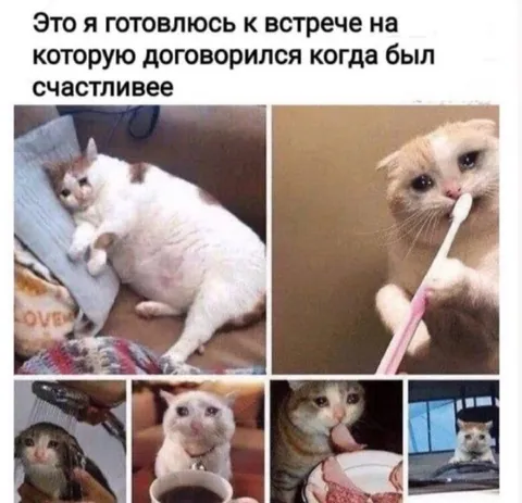 Кот готовится к встрече