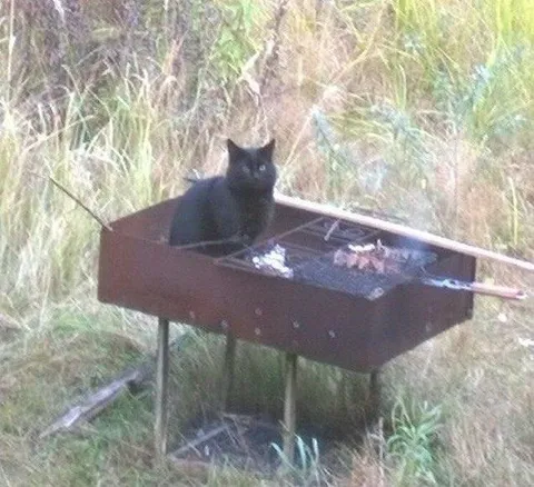 Кот на мангале