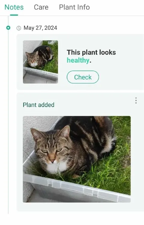 Cat Mistaken for a Healthy Plant