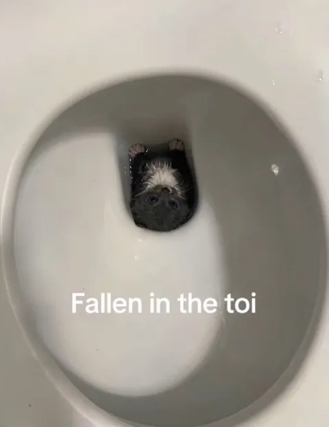 Fallen in the Toilet