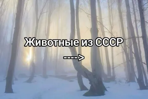 Животные из СССР в лесу