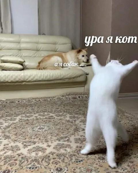 Ура, я кот, а я собак
