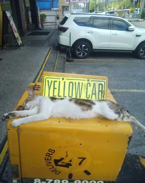 Cat on the Yellow Car Sign