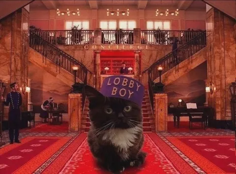 Lobby Boy Cat at the Concerto