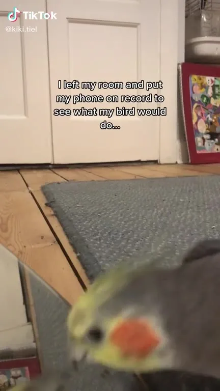 What My Bird Does Alone