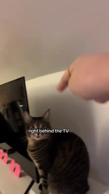 Cat Uses the TV as a Heated Bed