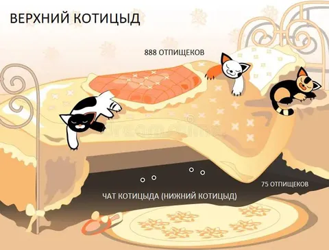 Коты в верхнем и нижнем котицыде