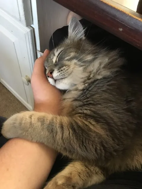 Кот уютно спит на руках