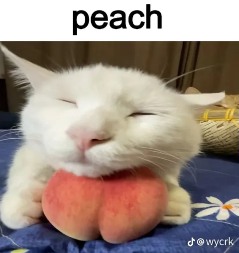 Cat Sleeping on a Peach