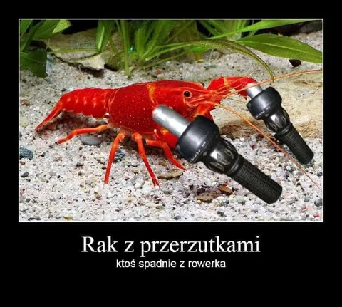 Rak z przerzutkami